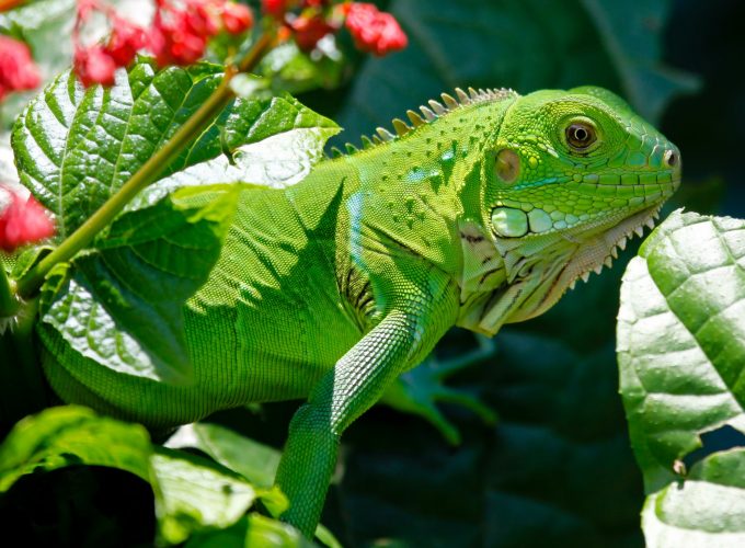 Wallpaper Iguana, reptiles, green, aimal, flowers, eyes, leaves, dragon, nature, Animals 7761017132